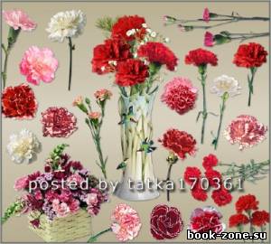 Цветочный клипарт для фотошопа - Цветы гвоздики разных сортов