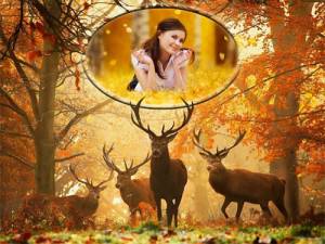Рамка к фото - Осенью в лесу