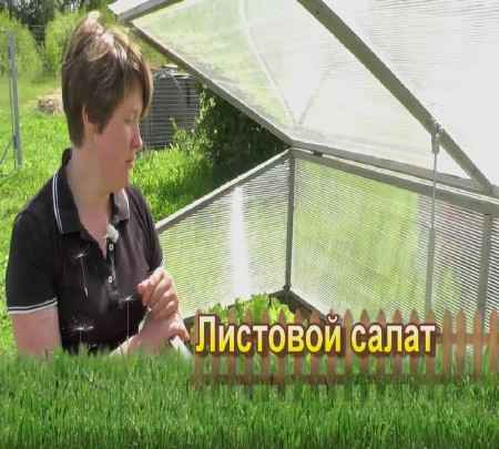 Листовой салат (2015)